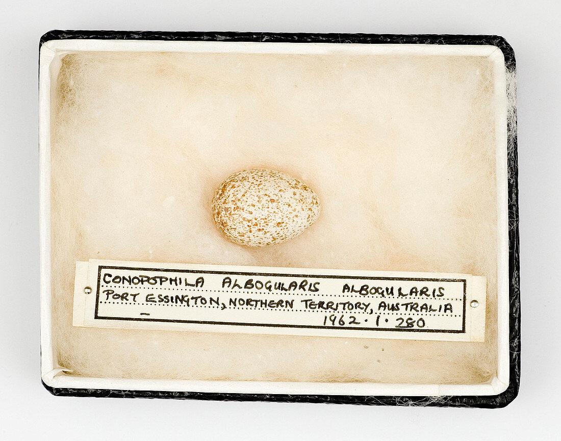Conopophila albogularis egg