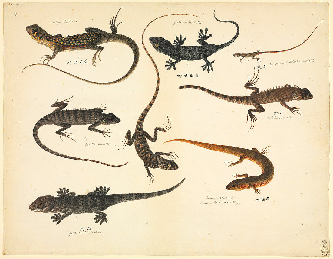 Plate 102: John Reeves Collection Zoology