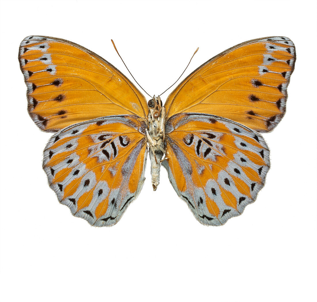 Crenidomimas concordia,butterfly