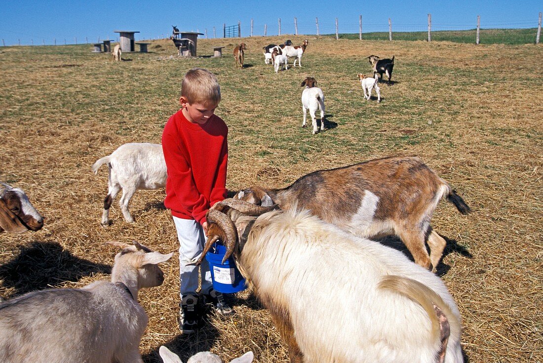 Boy feeding goats