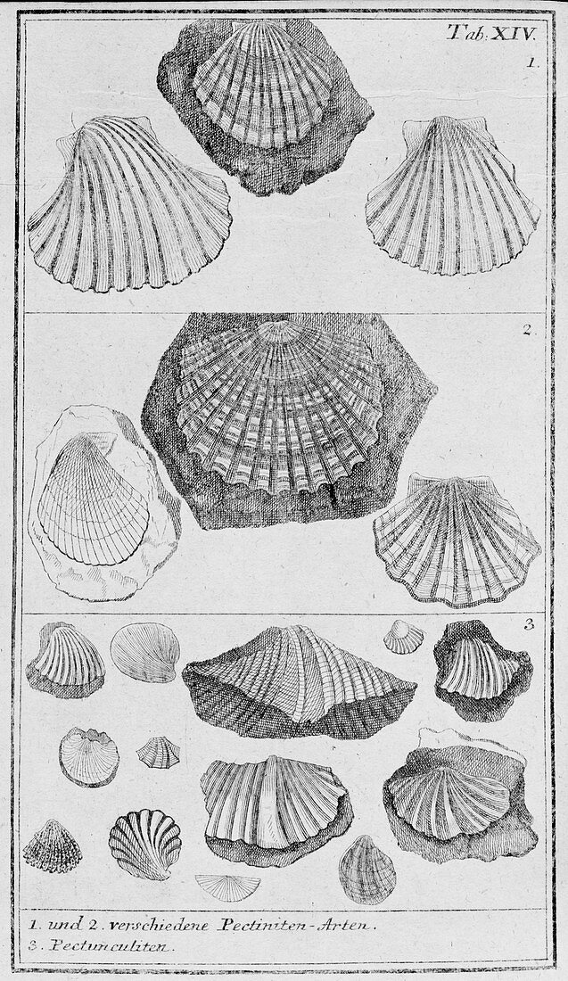 Collection of molluscs,illustration