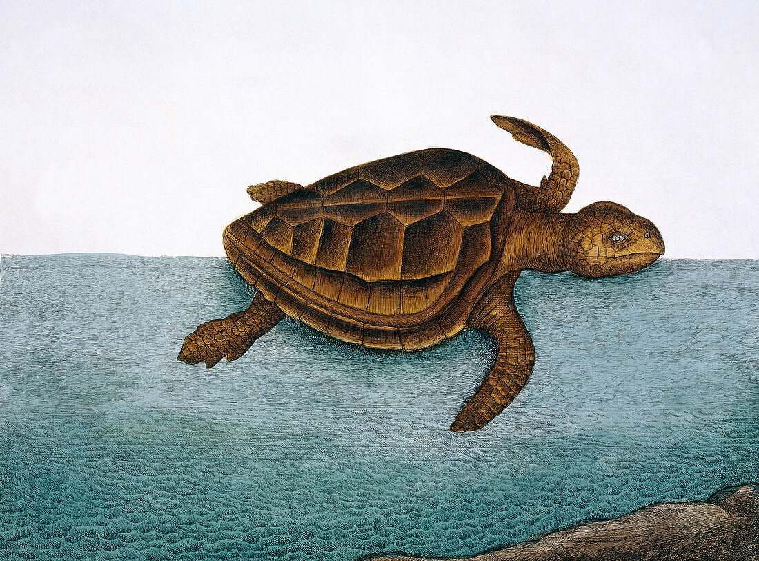 Loggerhead turtle,illustration