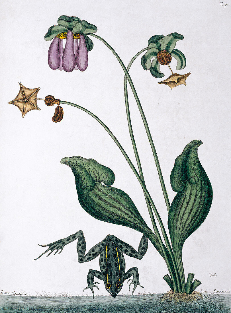 Water frog,illustration