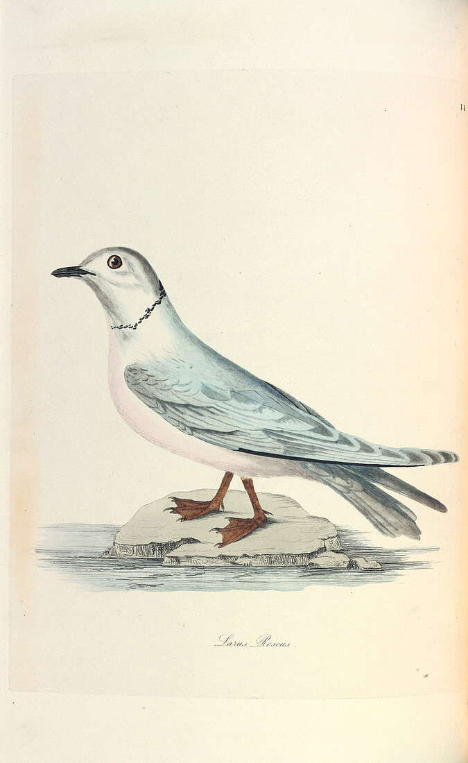 Ross's Gull,illustration