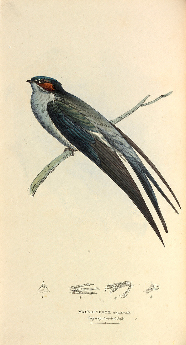 Grey-rumped Tree Swift,illustration
