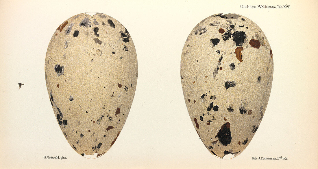 Great Auk Eggs,illustration