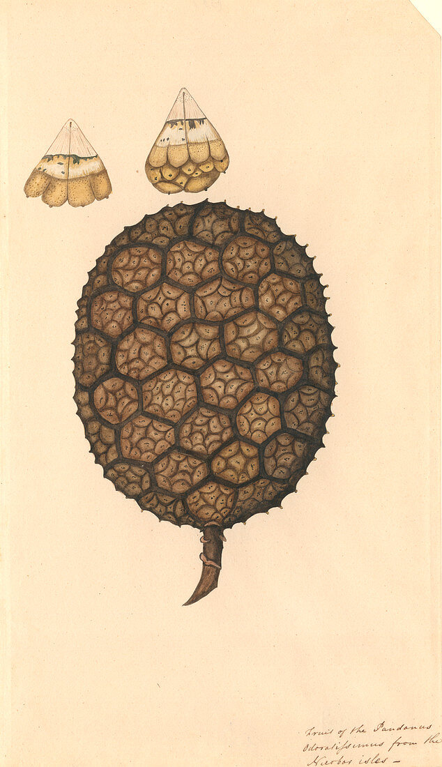 Umbrella tree,illustration