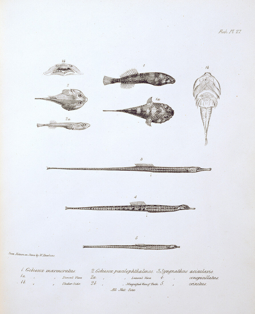Gobiesox marmoratus,illustration