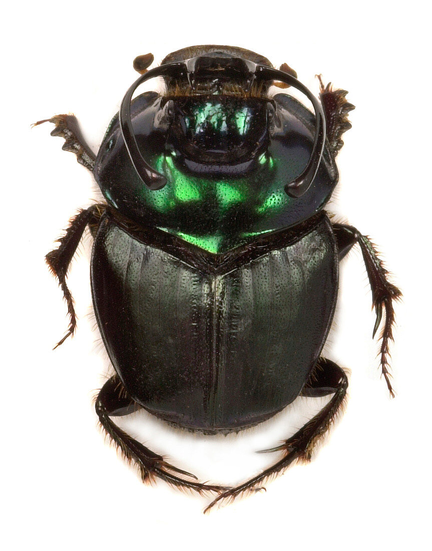 Kenyan dung beetle