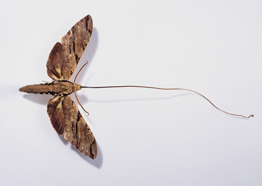 Madagascan sphinx moth