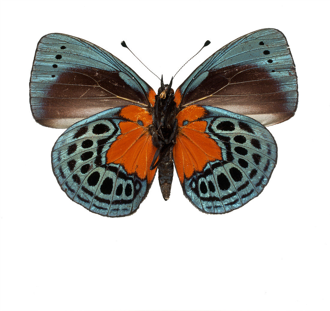 Asterope leprieuri,butterfly