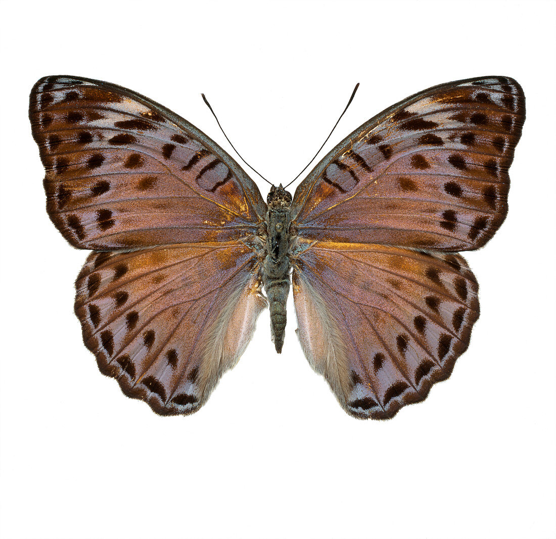 Crenidomimas concordia,butterfly