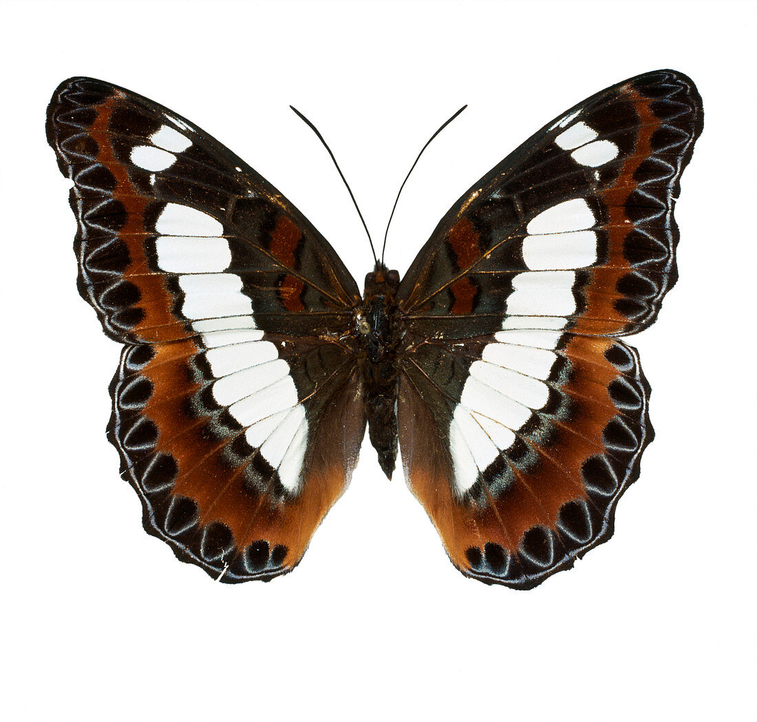 Moduza nuydai,butterfly