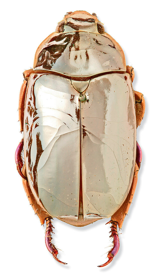 Silver chafer beetle
