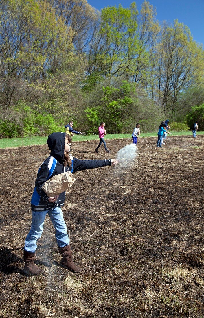 Schoolchildren sowing seeds