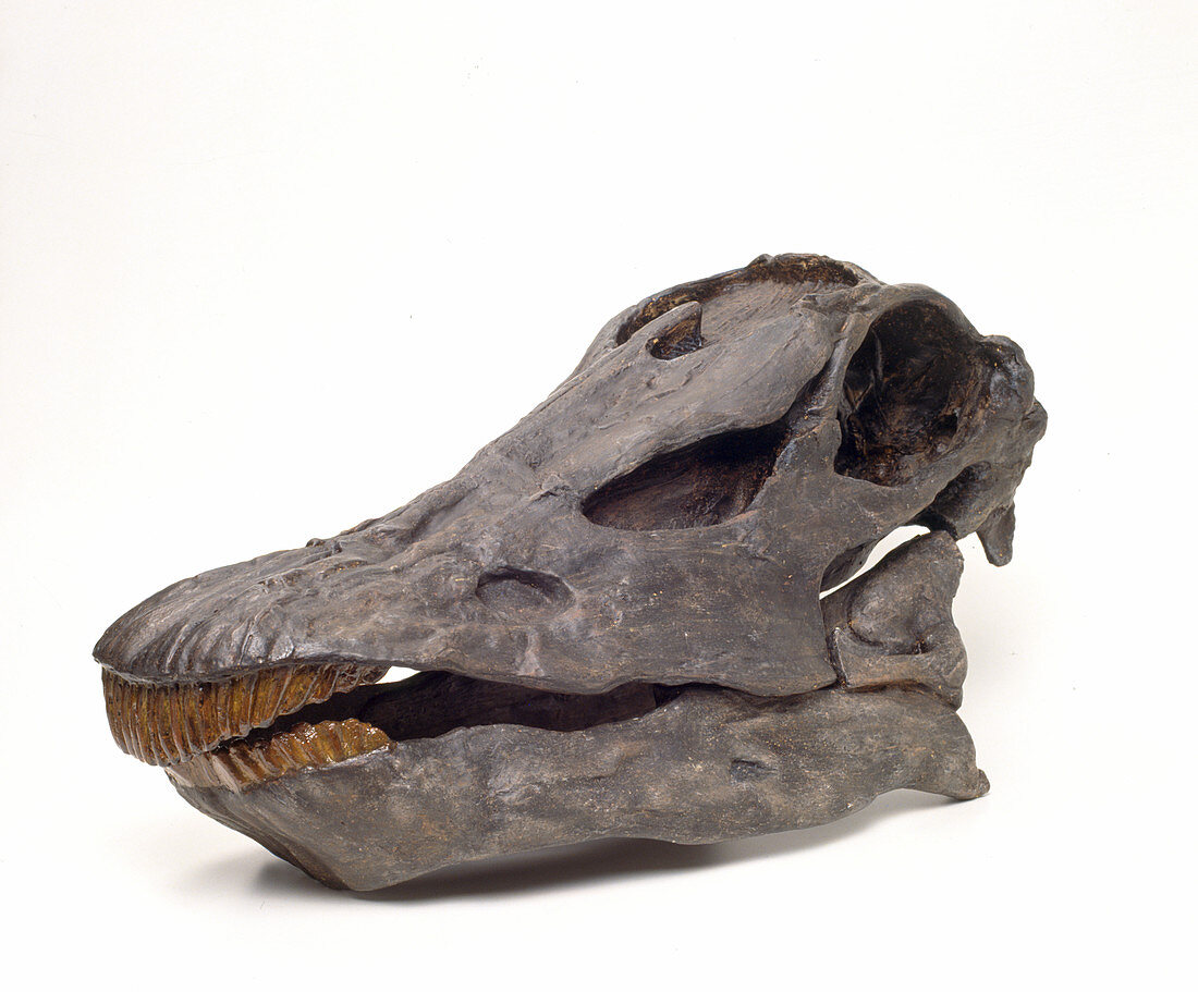 Diplodocus carnegiei skull