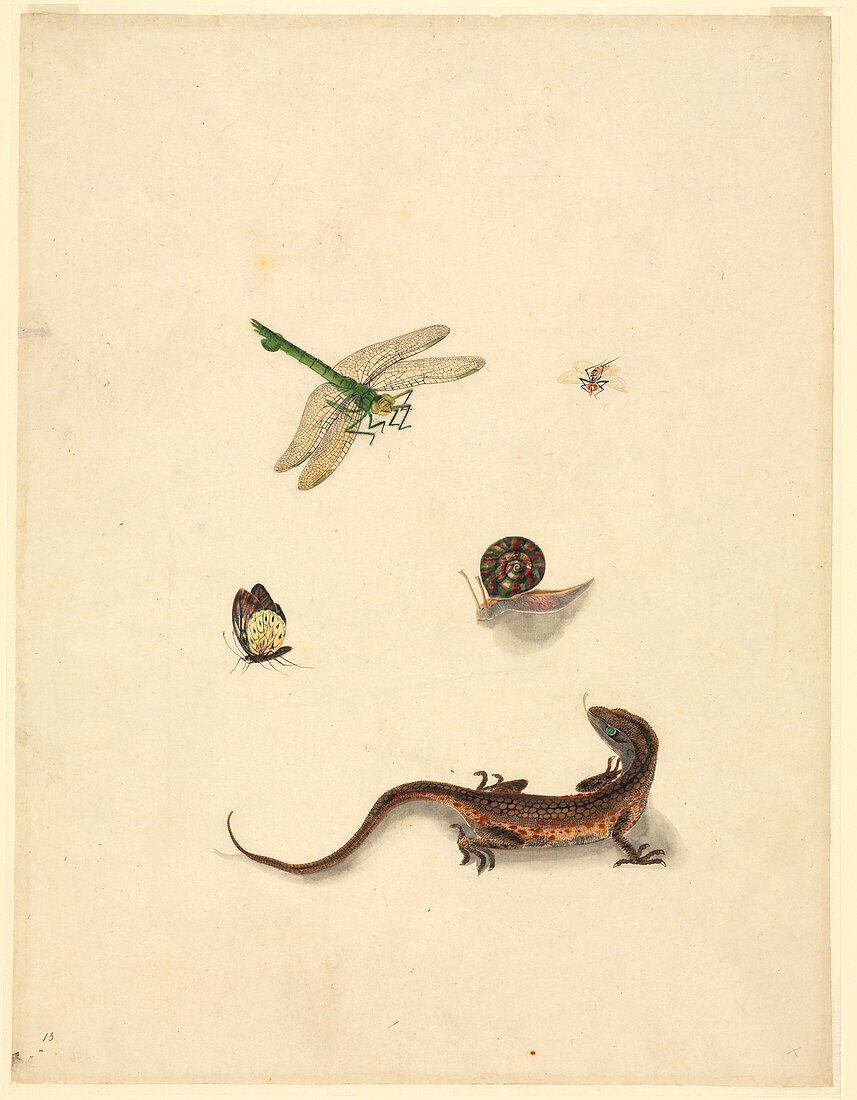 Plate 101,John Reeves Collection