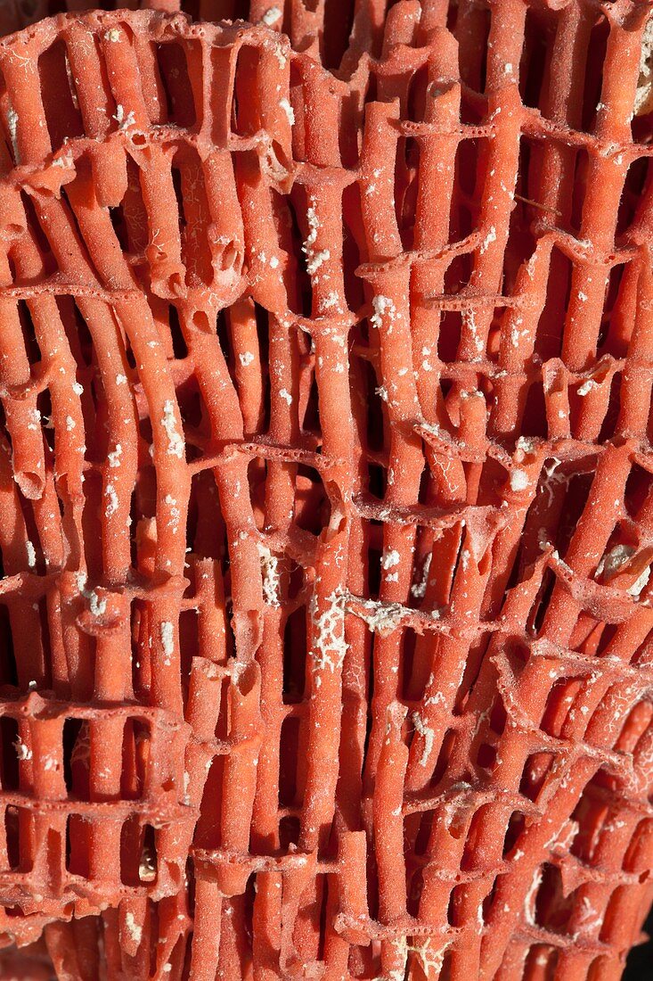 Organ Pipe Coral detail