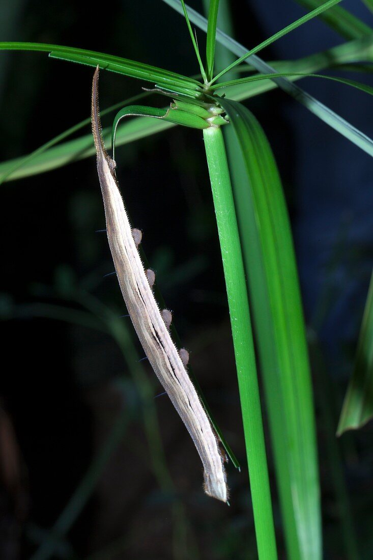Eryphanis Polyxena caterpillar