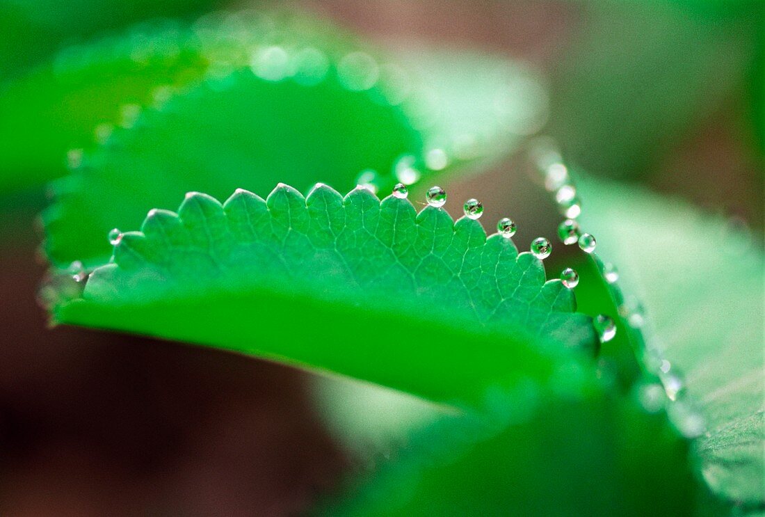 Guttation on a leaf