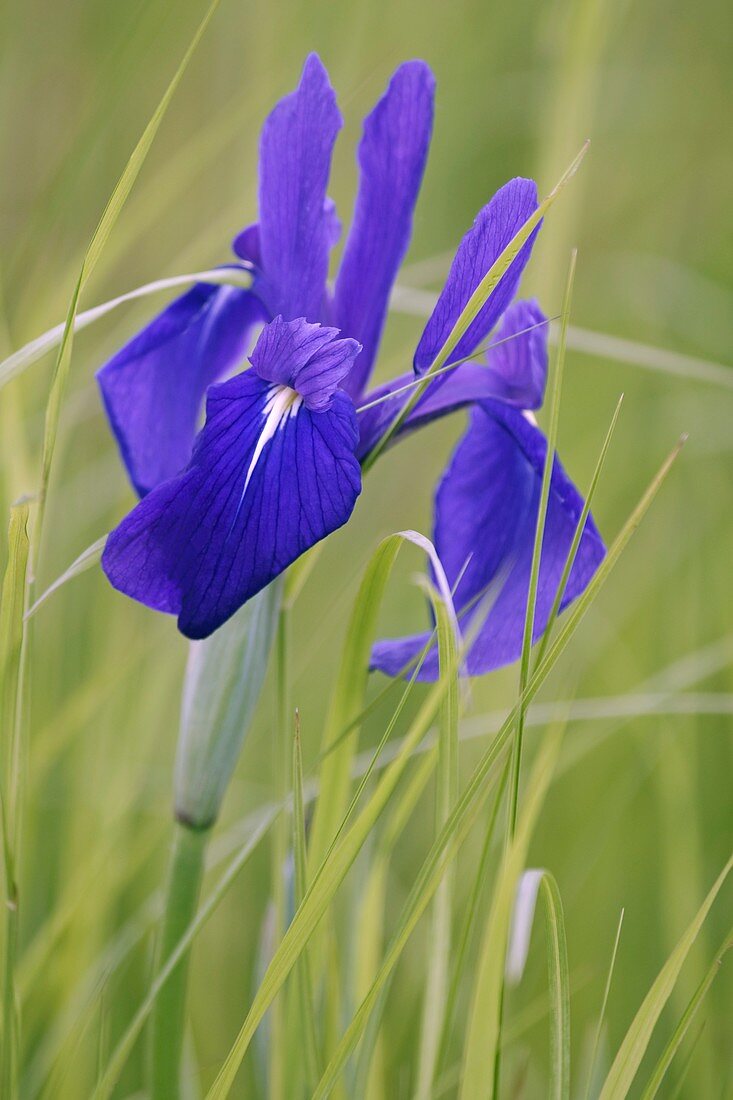 Japanese iris (Iris laevigata)