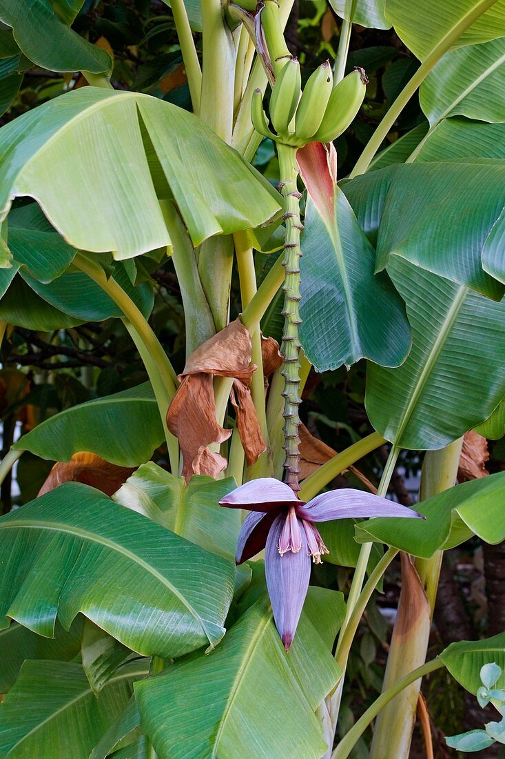 Banana (Musa x paradisiaca)