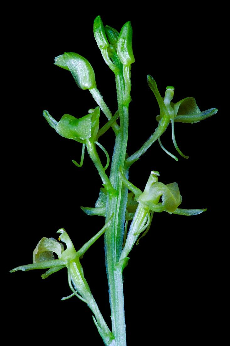 Liparis orchid (Liparis japonica)