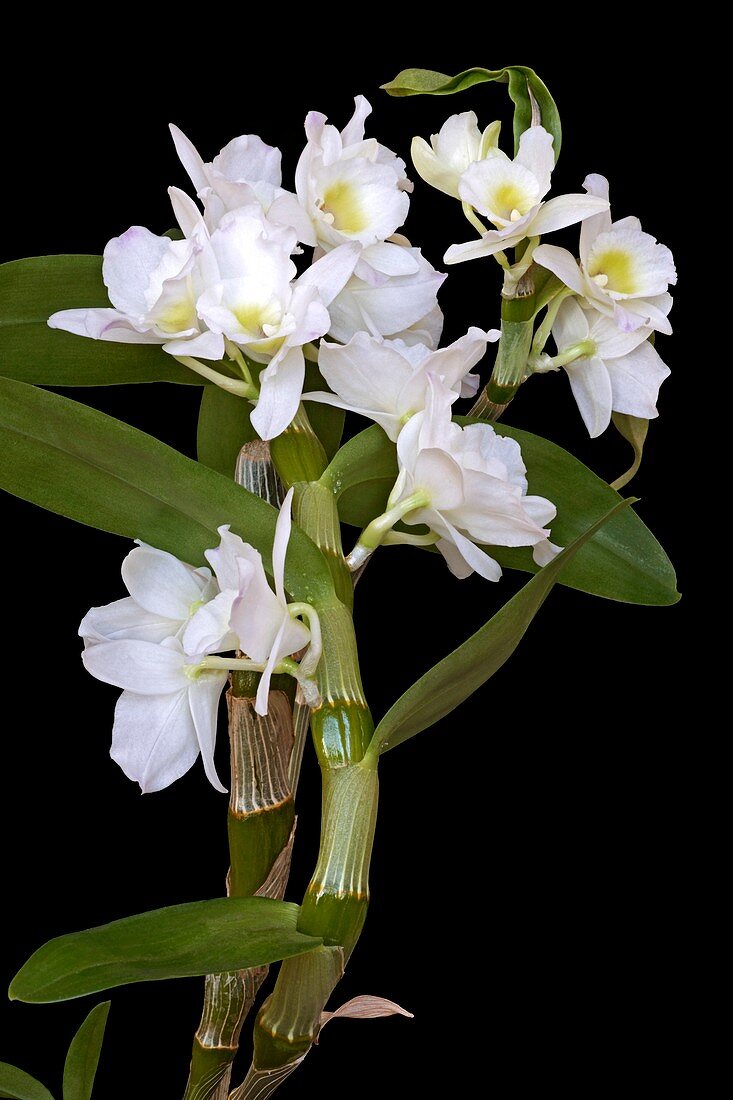 Dendrobium nobile orchid
