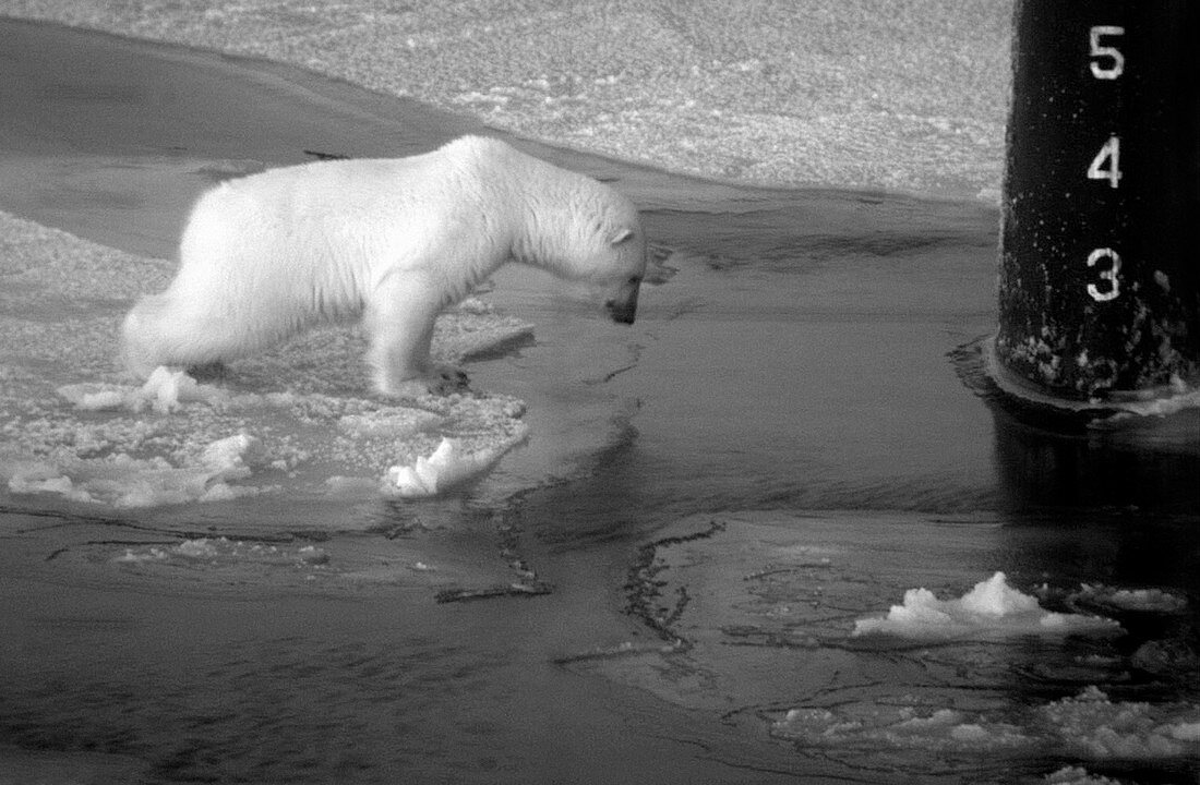 Polar bear,submarine image