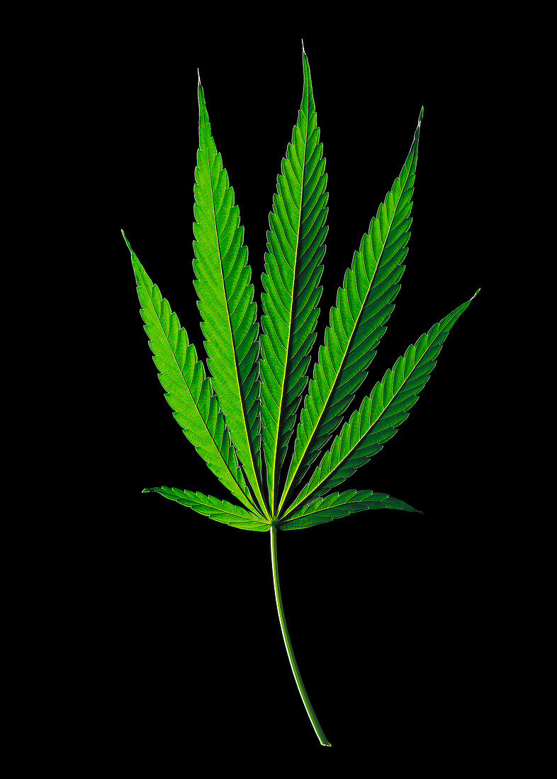 Cannabis sativa indica leaf