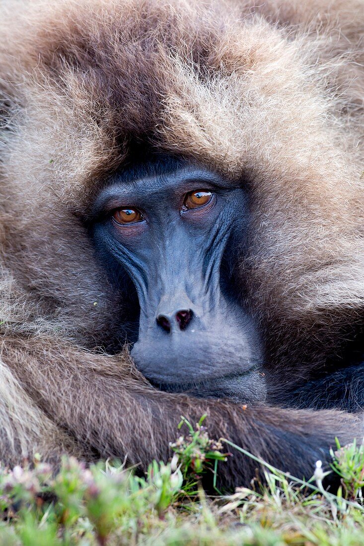 Portrait of an adult Gelada baboon