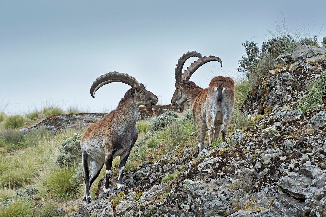 Two male Wahlia Ibex
