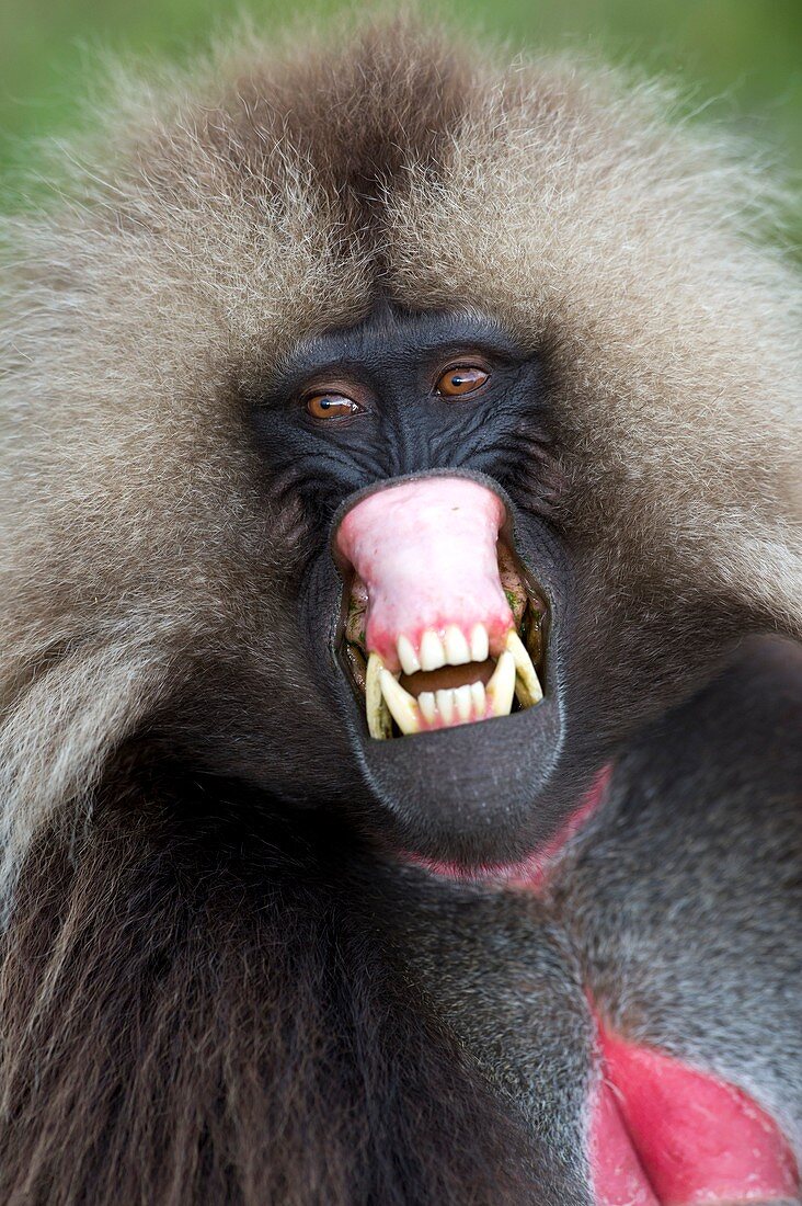 Threat display of a male Gelada baboon