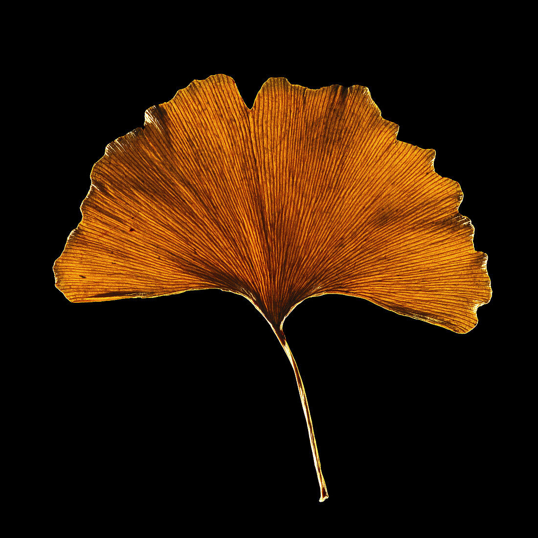 Ginkgo biloba leaf