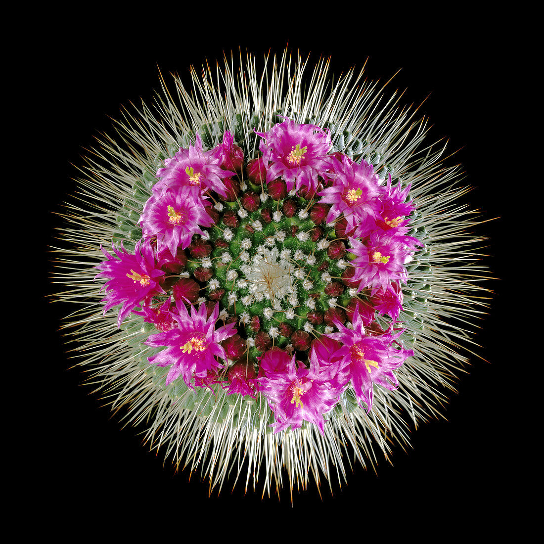 Mammillaria spinosissima in flower