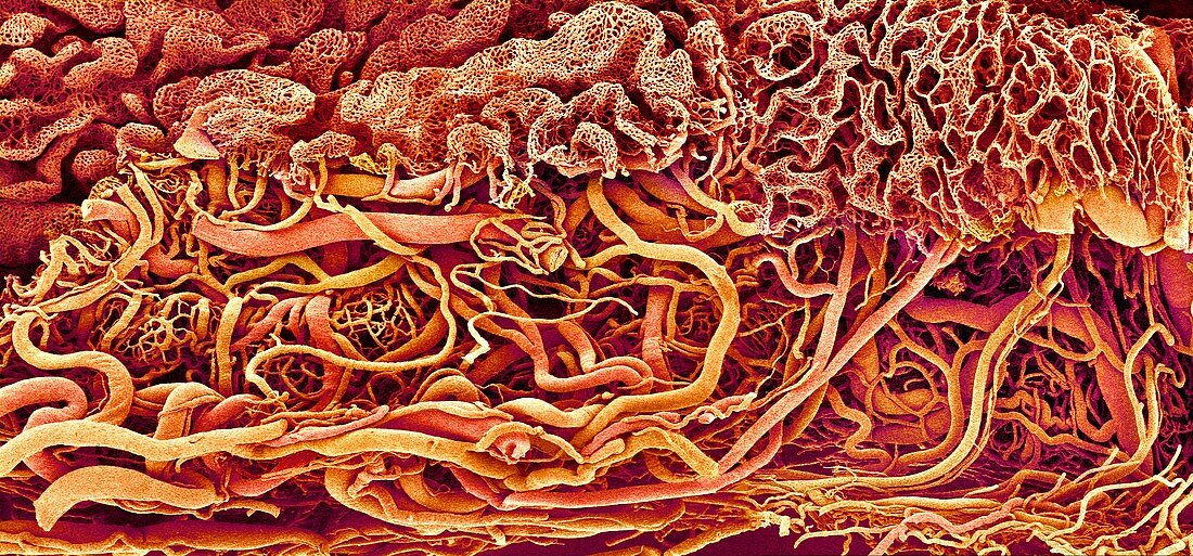 Intestinal blood vessels,SEM