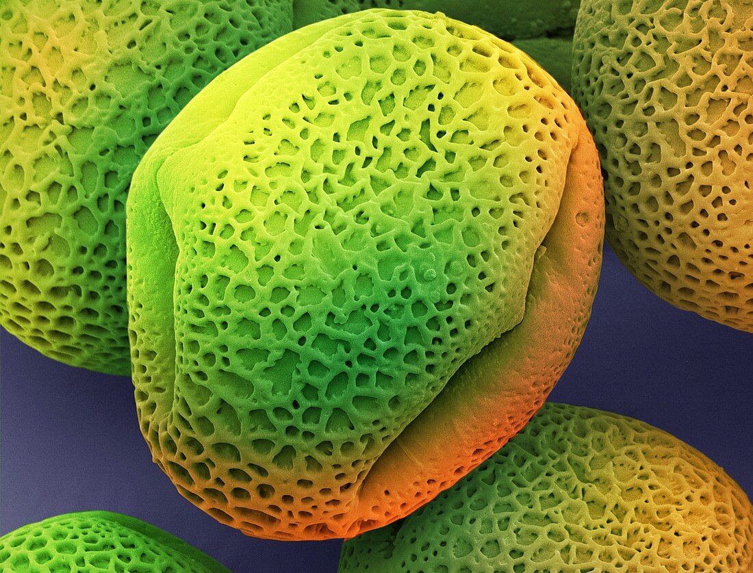 Ivy pollen (Hedera helix),SEM