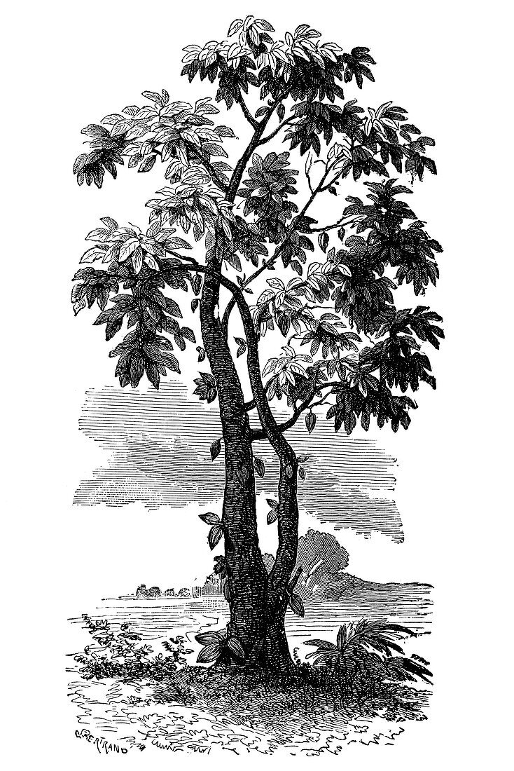 Cocoa tree,19th-century illustration