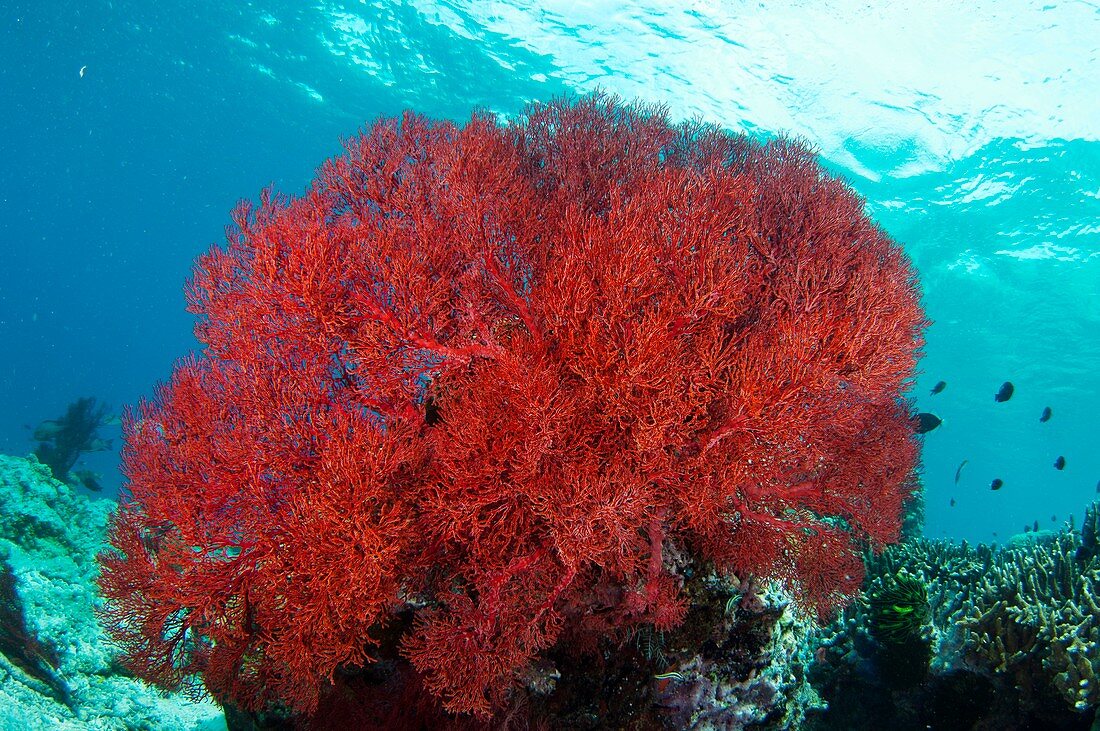 Bright red sea fan