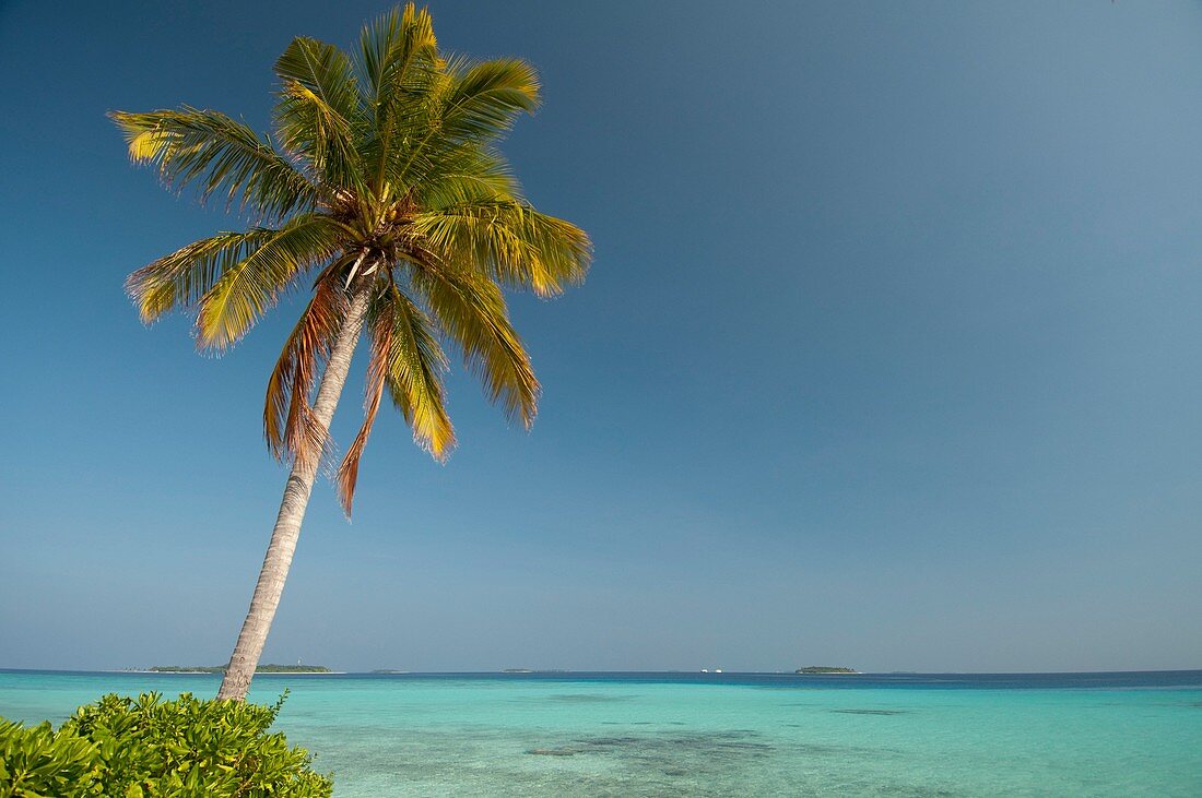 A single palm tree in the Maldives