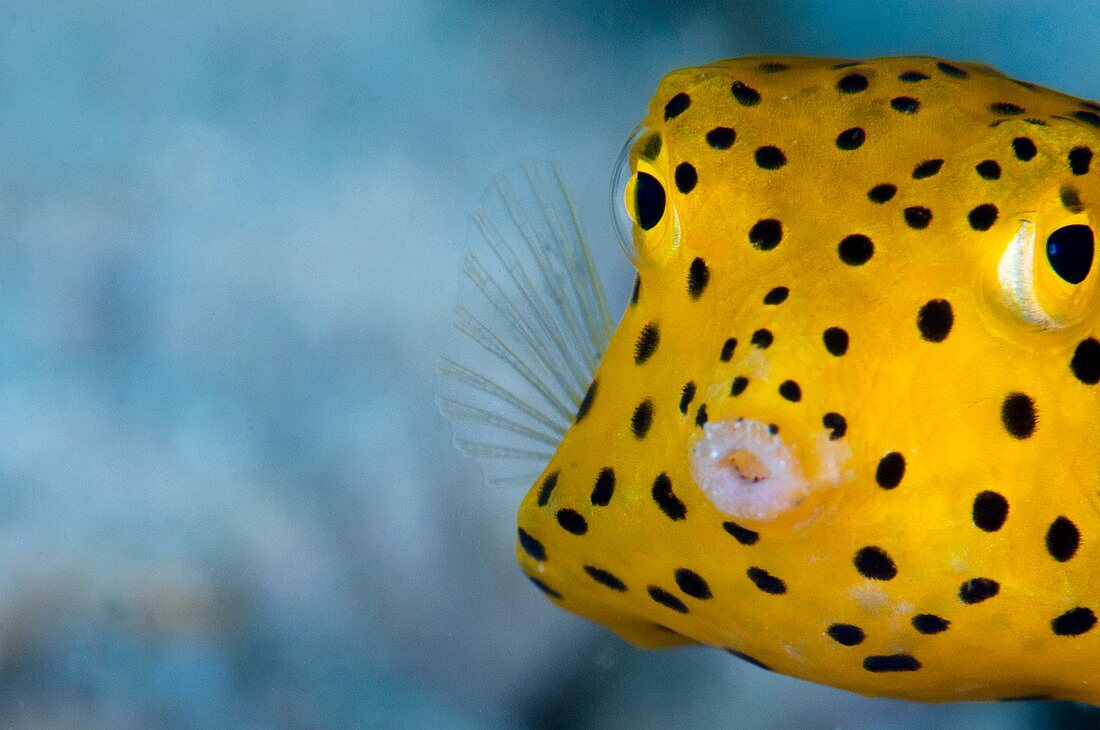 A young boxfish