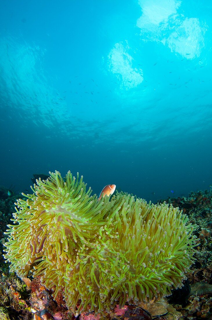 Anemonefish in clear calm water