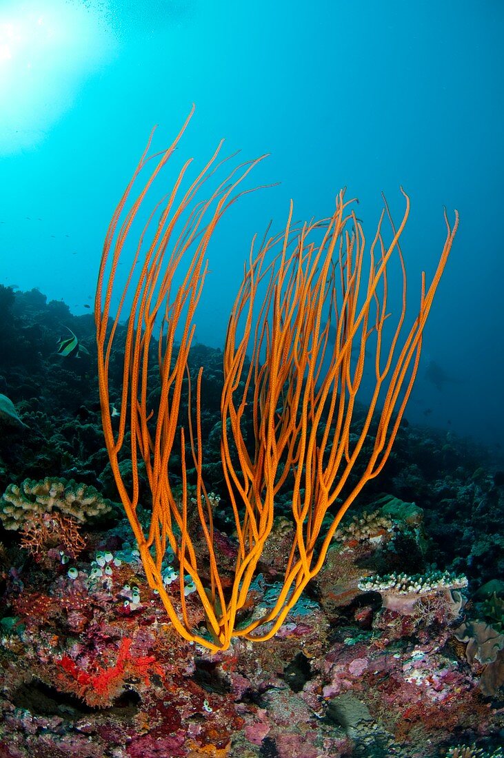 Red whip coral in clear water