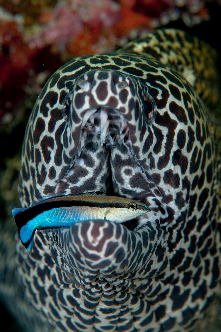 Moray eel with cleaner wrasse