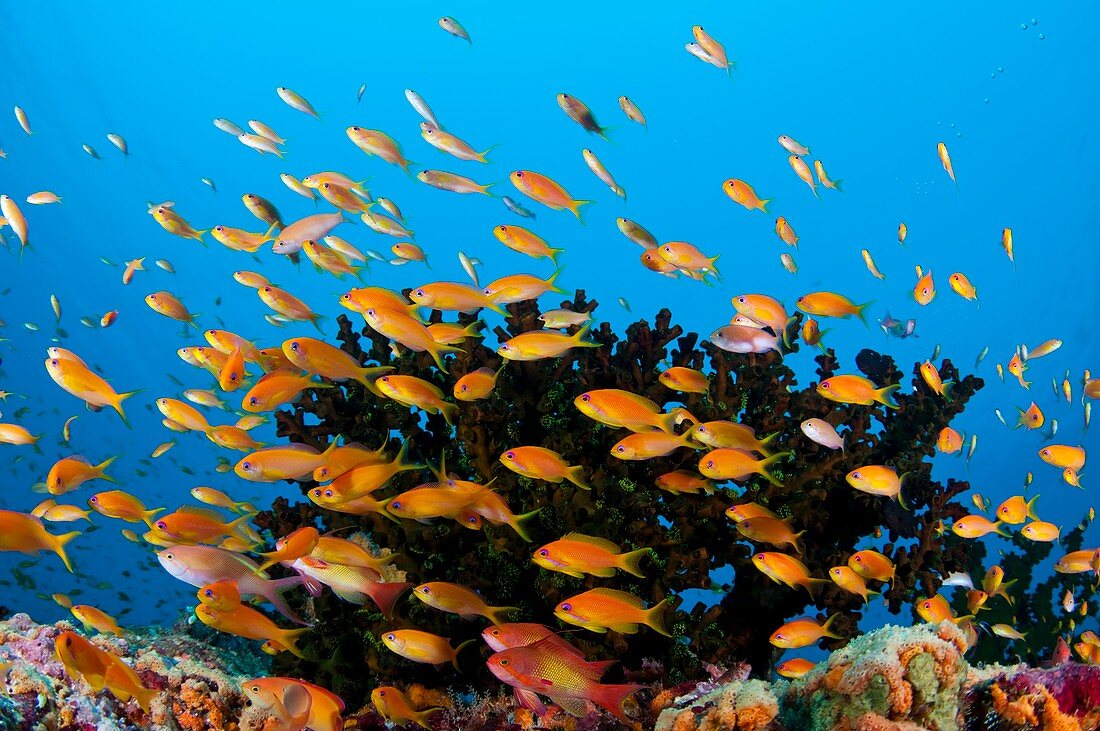 Anthias swimming over reef
