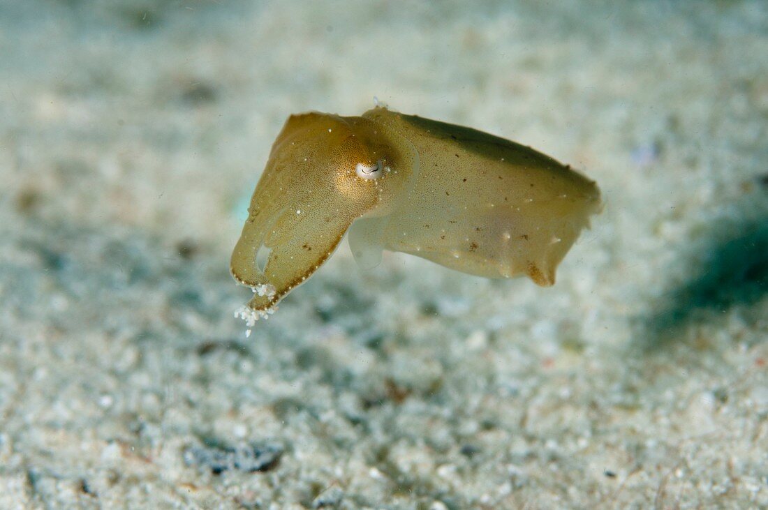 Newly hatched cuttlefish