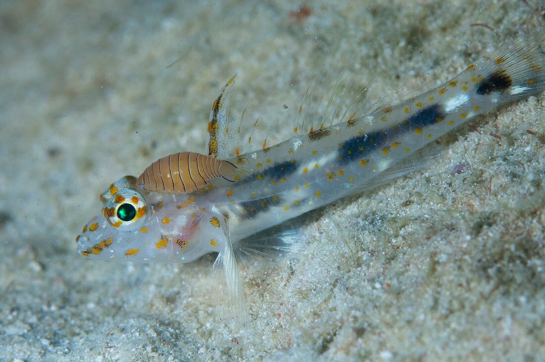 Isopod attached to a goby