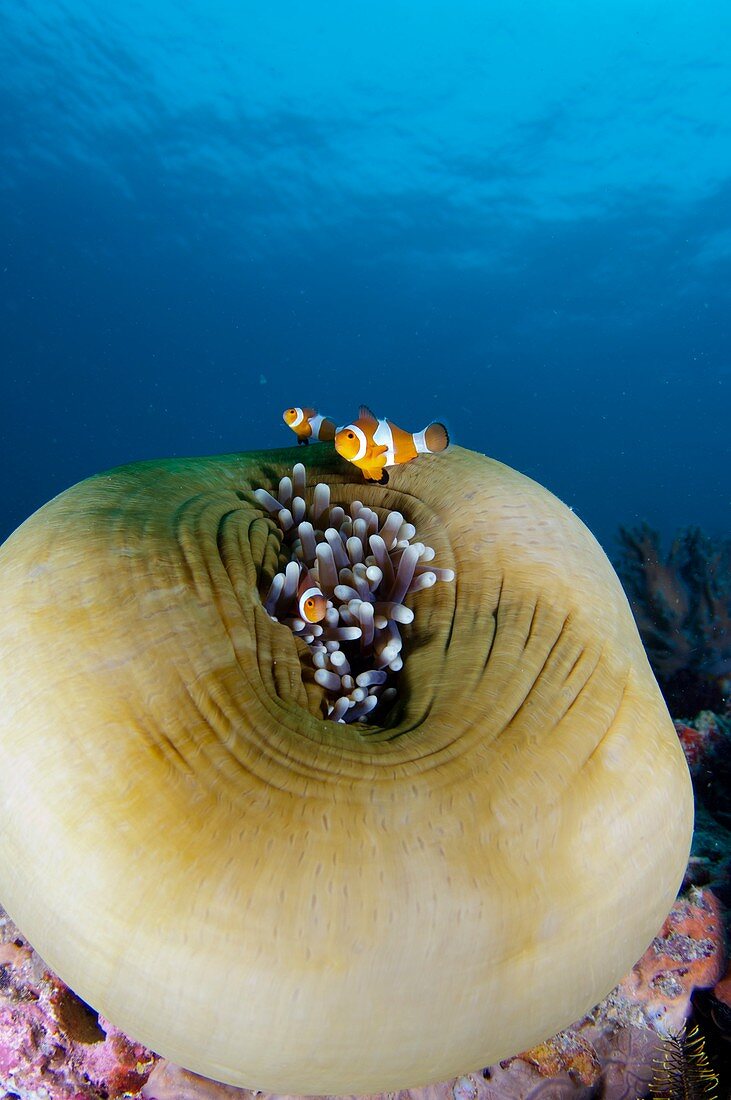 Anemonefish sheltering in anemone