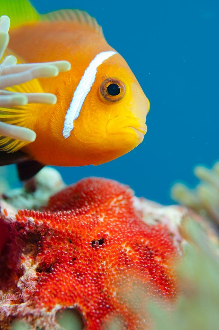 Anemonefish guarding eggs