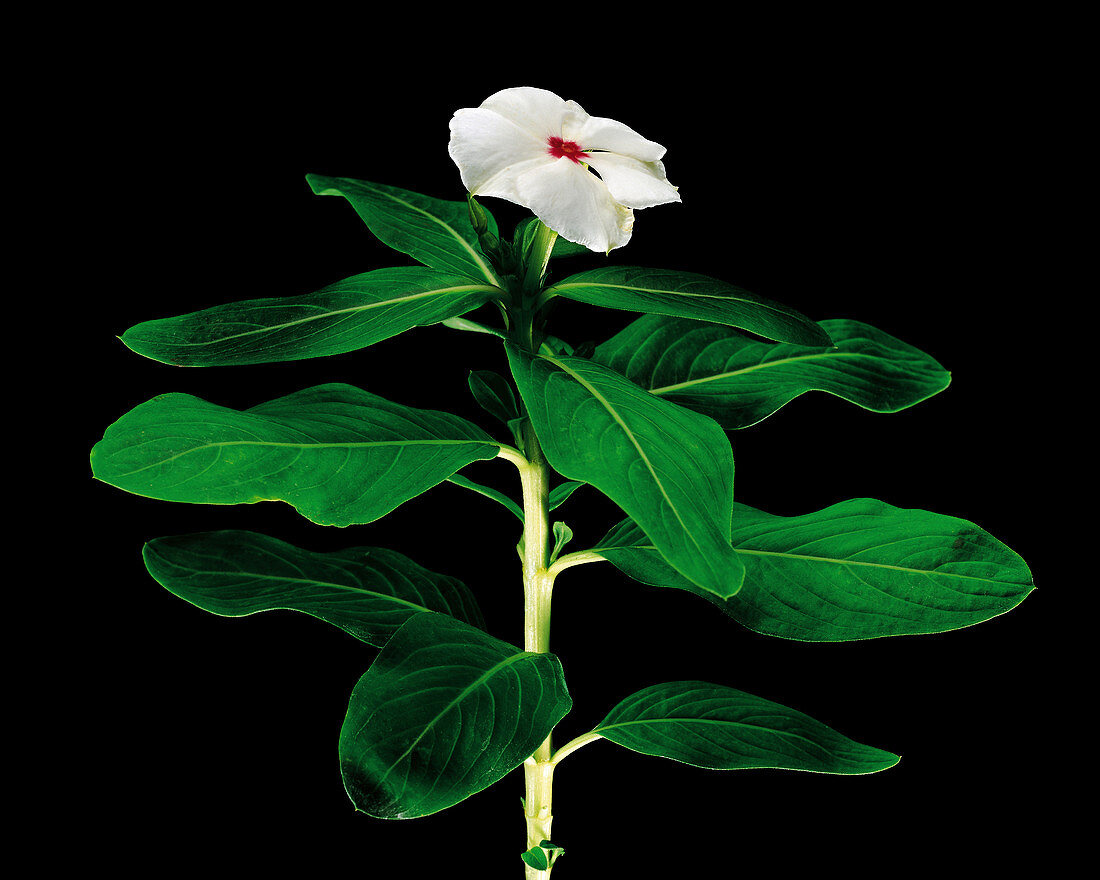 Rose periwinkle (Catharanthus roseus)